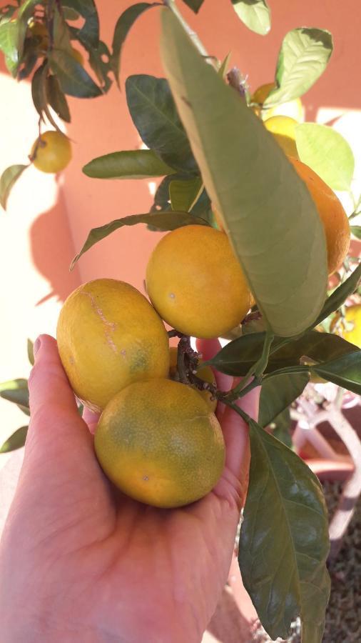 Apartman Lena אומאג מראה חיצוני תמונה